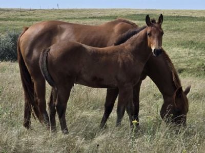 Whiskey Up ZZ Top JW <BR>AQHA 6494224